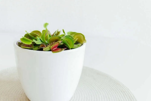 Dionaea Muscipula pianta carnivora