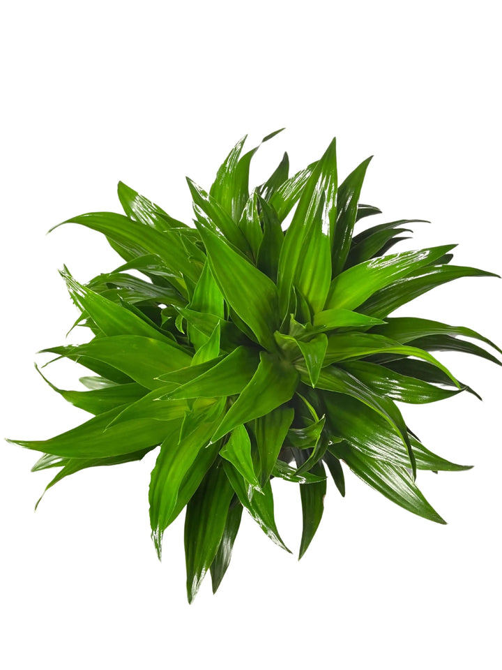 Fogliame Dracaena Compacta - dettaglio foglie verdi lucide e dense