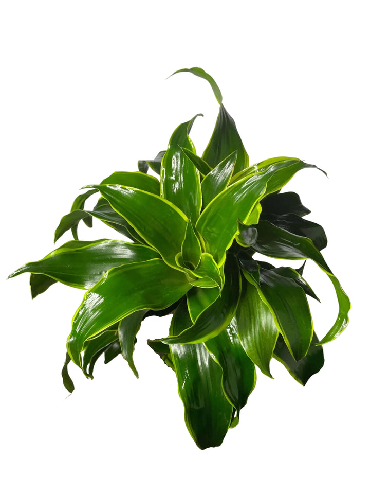 Dracaena Dorado 100 cm - vista laterale in ambiente interno luminoso, ideale come pianta da interno