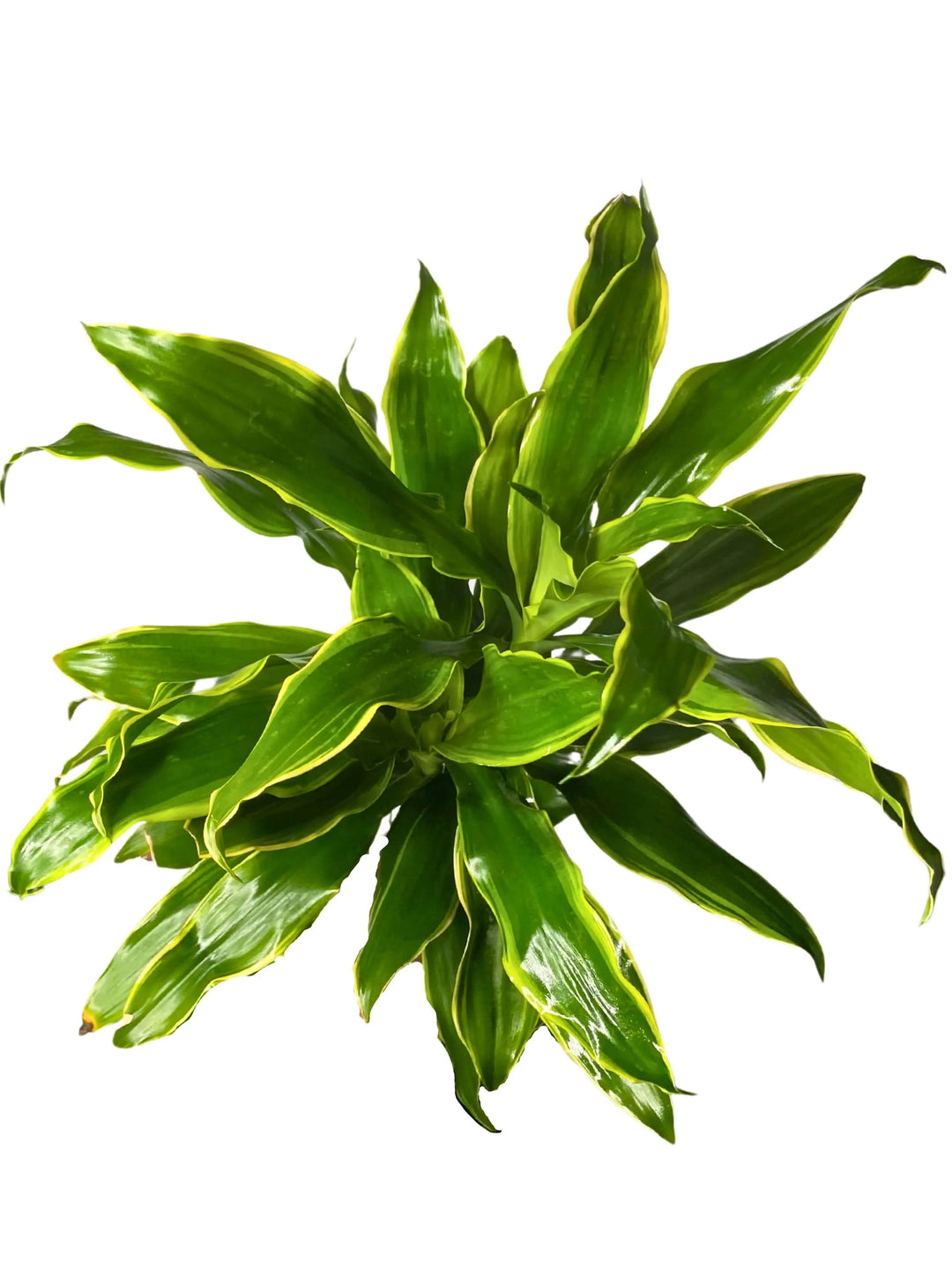 Dracaena Golden Coast 110-120cm - pianta d'appartamento in un ambiente moderno