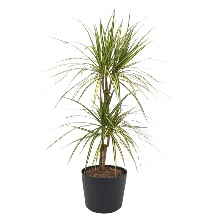 Dracena Marginata Kiwi - pianta in vaso nero con foglie verdi e bordi gialli, per interni moderni