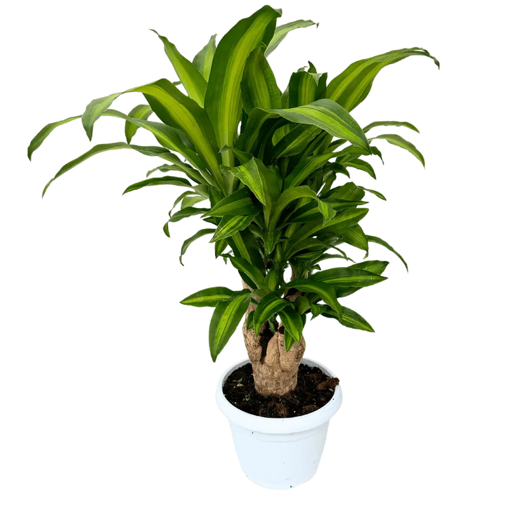 Dracaena Massangeana - pianta da interno con tronco legnoso e foglie striate, in vaso