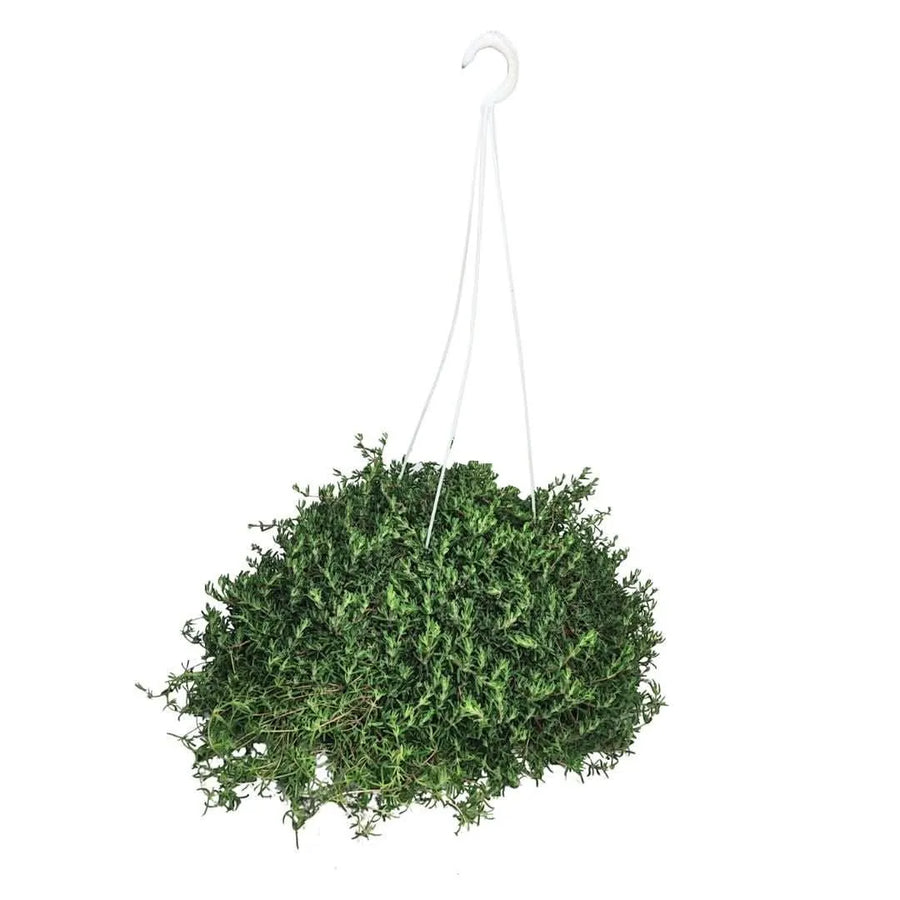 Drosanthemum Barba di Giove - Pianta ricadente con fiori rosa vivaci in vaso sospeso per balcone