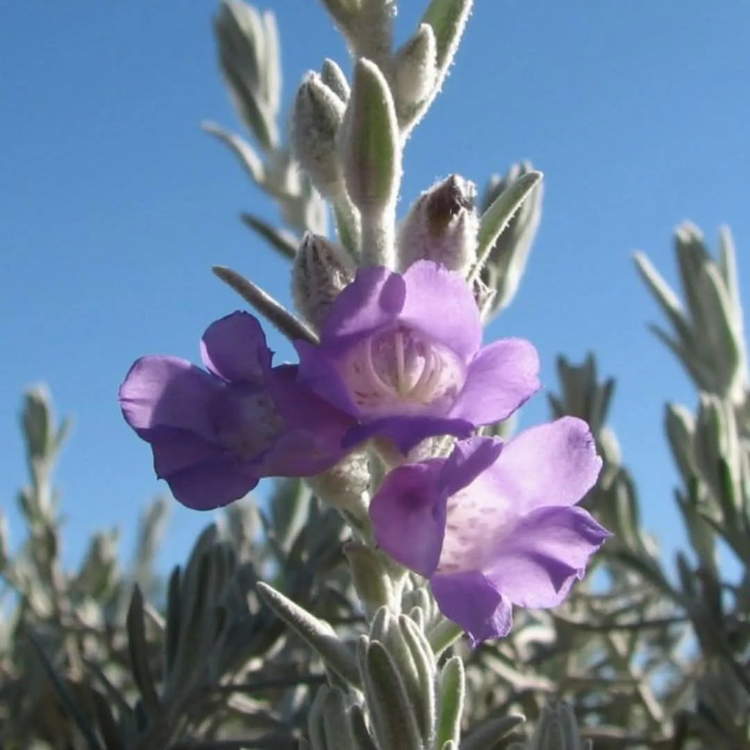 Eremophila Nivea D.40 cm - primi piani fiori lilla