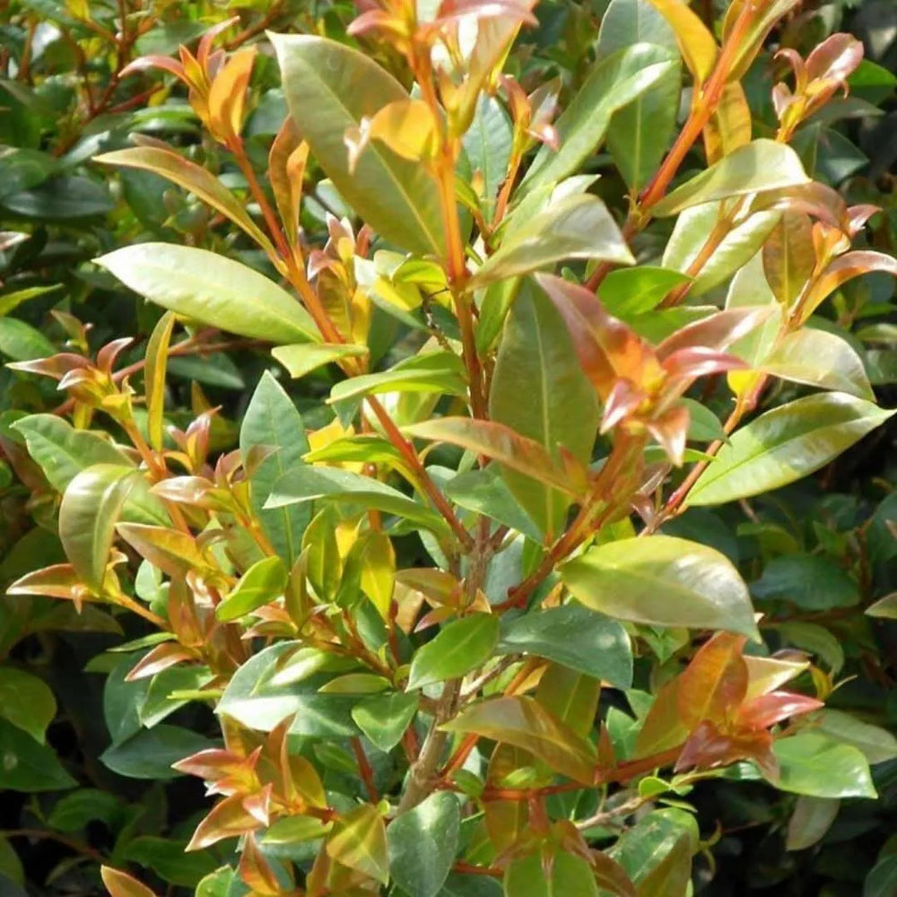 Eugenia Myrtifolia New Port - dettaglio del fogliame verde lucido