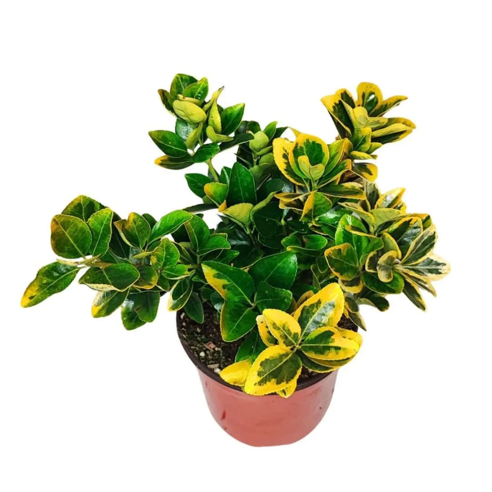Euonymus Aurea variegata - dettaglio delle foglie lucide e variegate di giallo