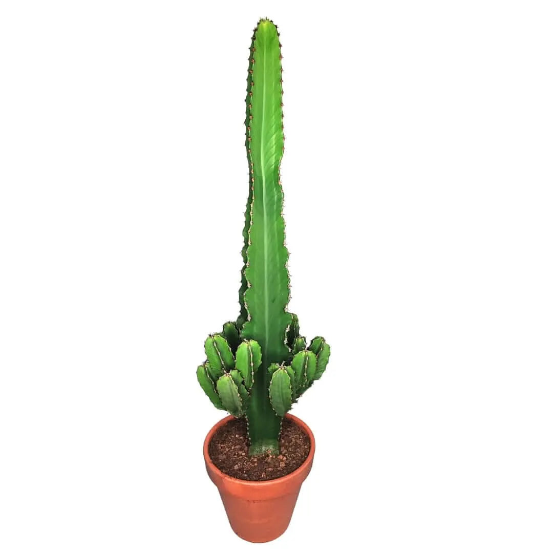 Vista laterale dell’Euphorbia Ingens da 80 cm, pianta succulenta dal portamento colonnare in vaso da 26 cm