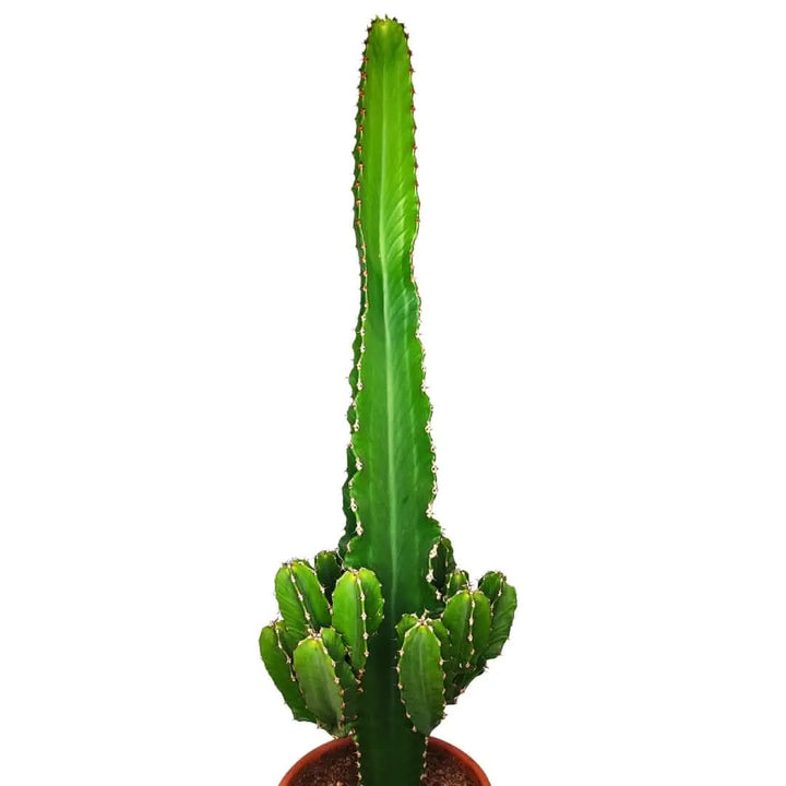 Pianta grassa Euphorbia Ingens fotografata frontalmente, ideale per arredamento moderno da interno

