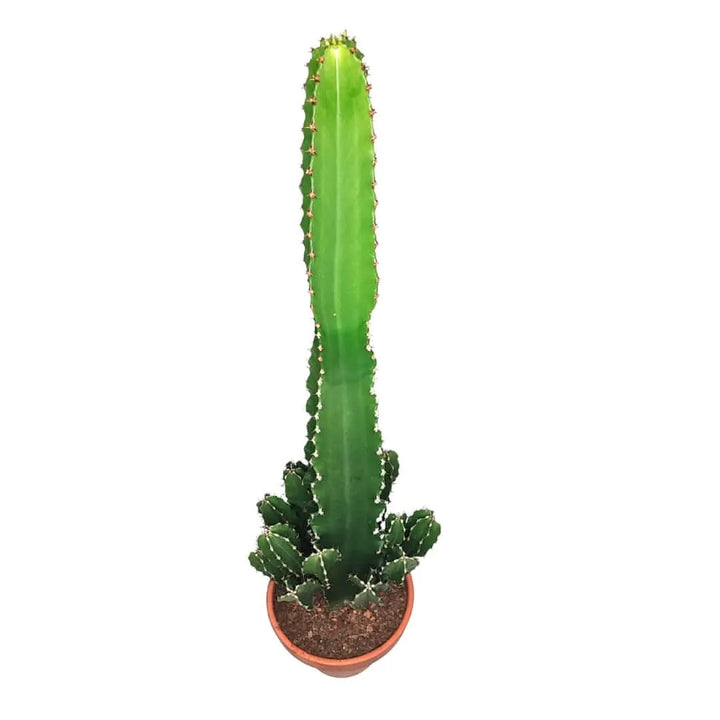 Vista dall’alto della Euphorbia Ingens, cactus ornamentale con struttura eretta e simmetrica