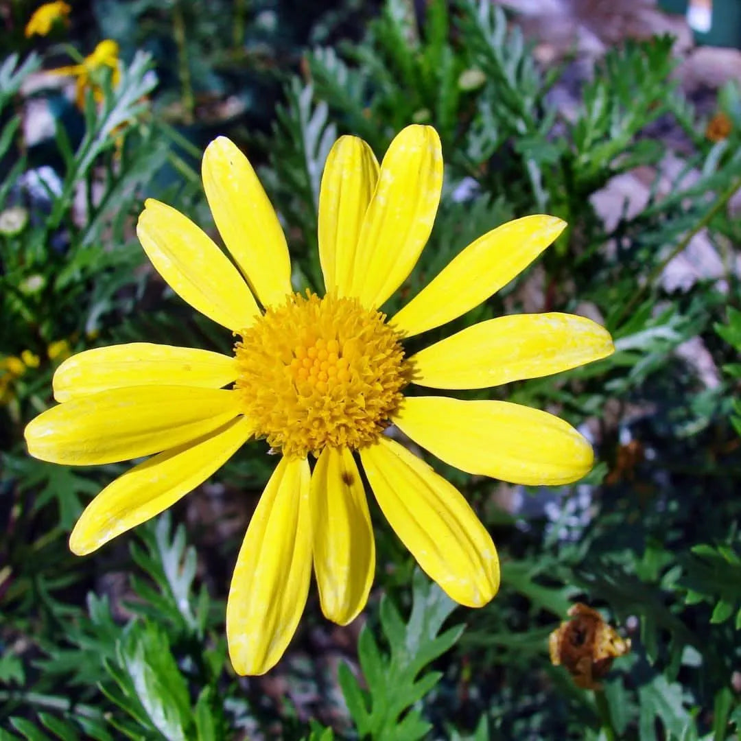 Fiore di Euryops giallo intenso - dettaglio macro su sfondo verde