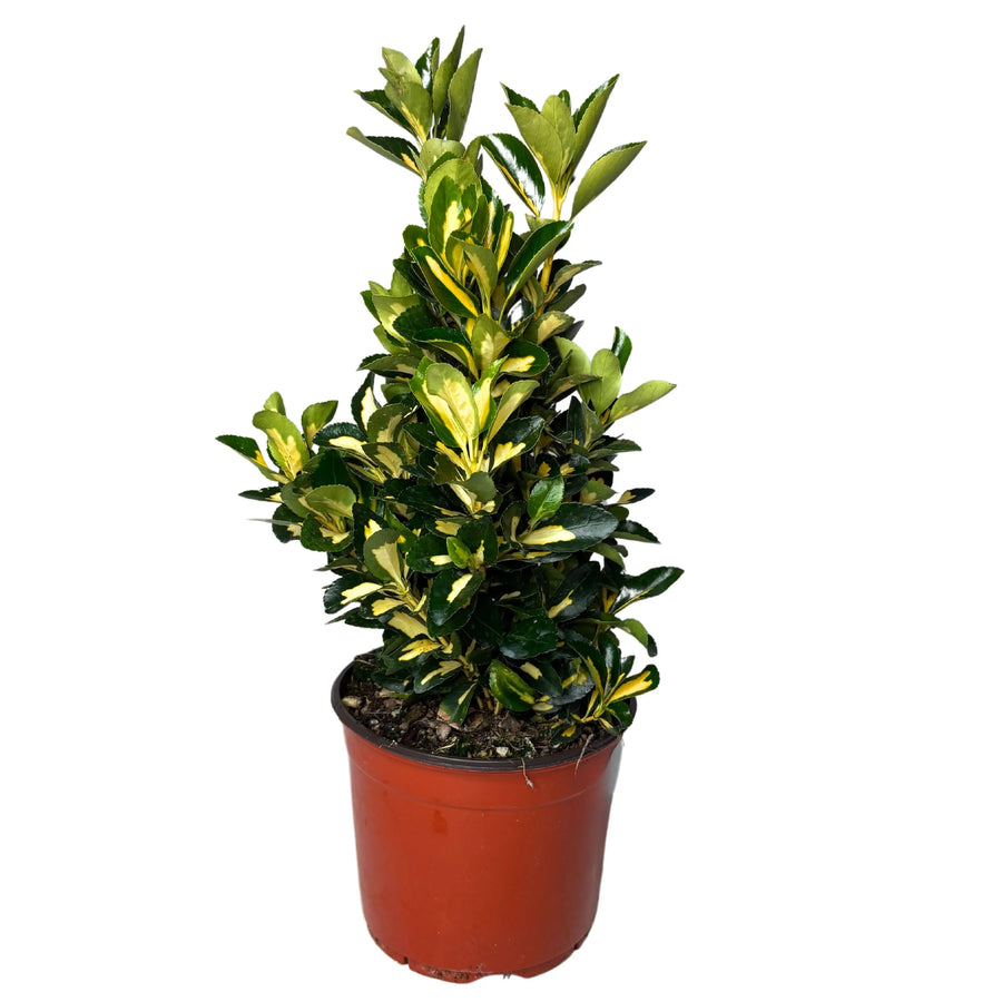 Evonimo Livornese - pianta sempreverde con foglie lucide e compatte in vaso, ideale per esterni