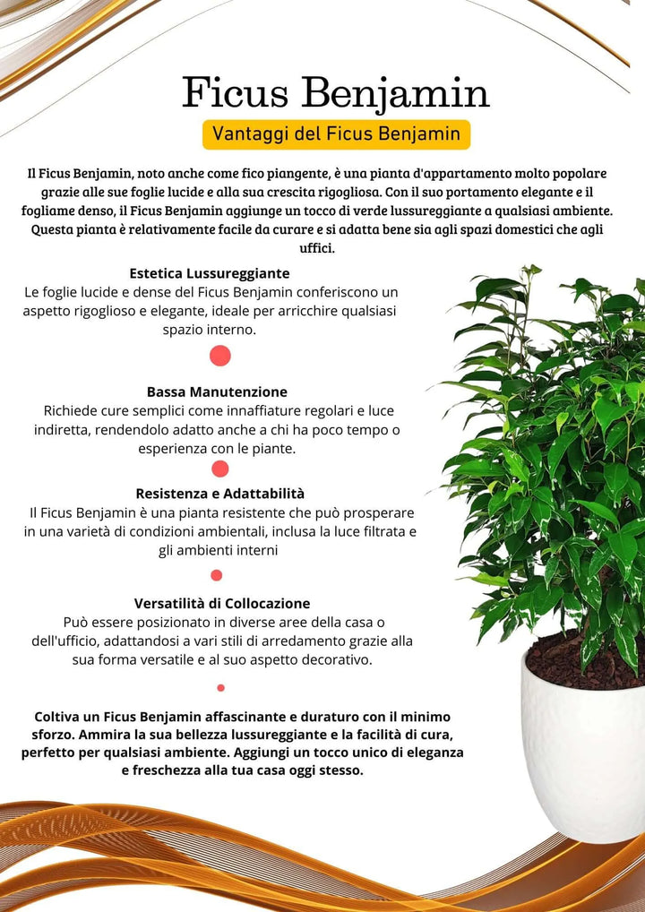 Ficus Benjamin - Altezza Pianta 55 cm, Vaso 'Boston' Diametro 19 cm, con coprivaso tortora