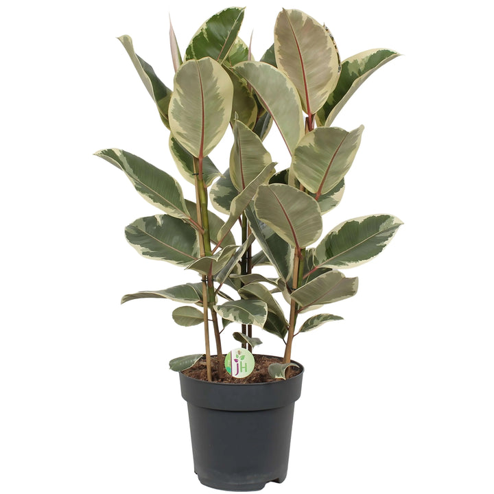Ficus Elastica Tineke - pianta da interno variegata con foglie verdi, crema e rosa, altezza 90 cm