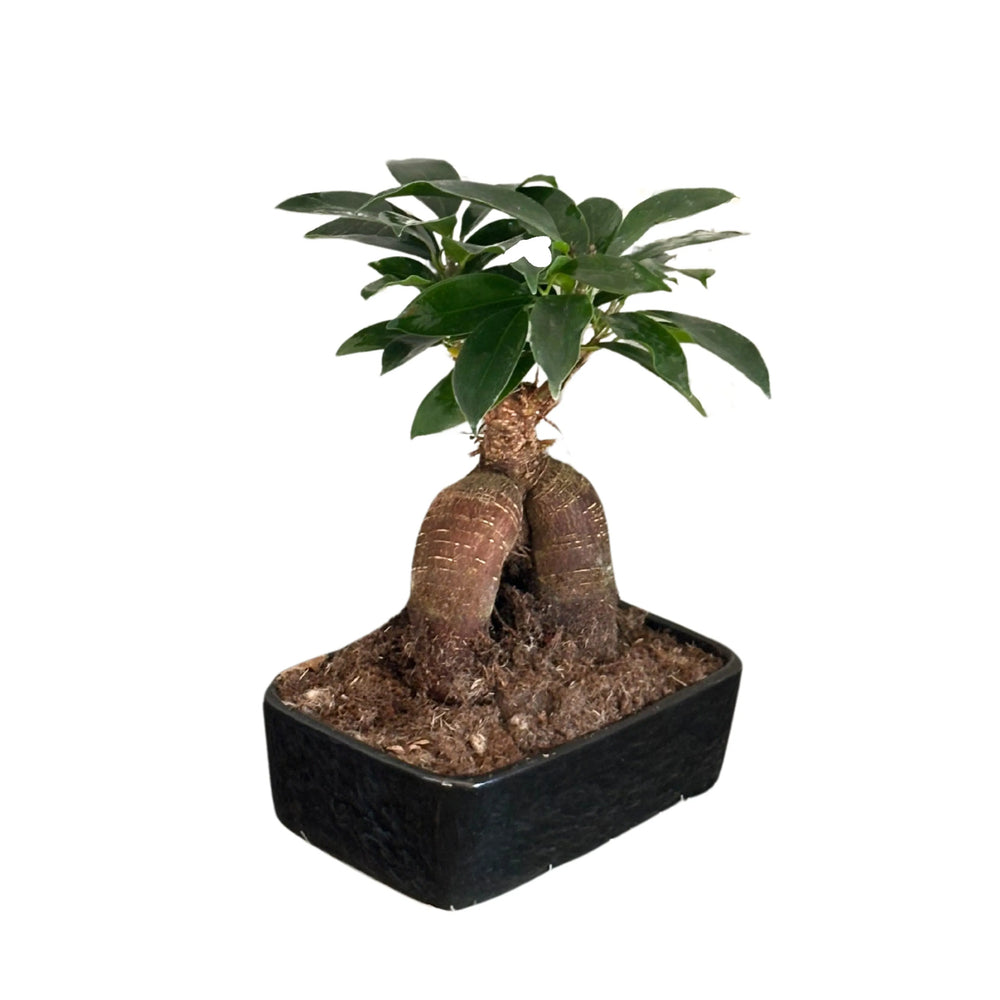 Bonsai Ficus Ginseng - vista laterale della pianta in vaso nero, con tronco robusto e chioma rigogliosa