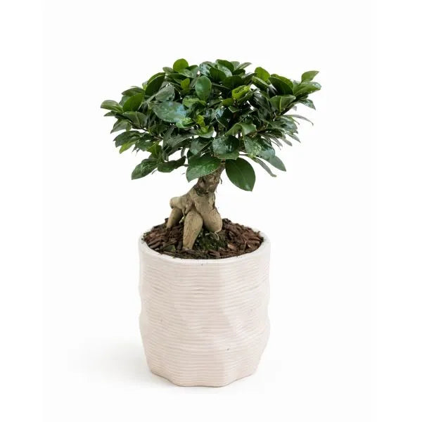 Bonsai ficus ginseng in vaso di ceramica artigianale Ermes D.11