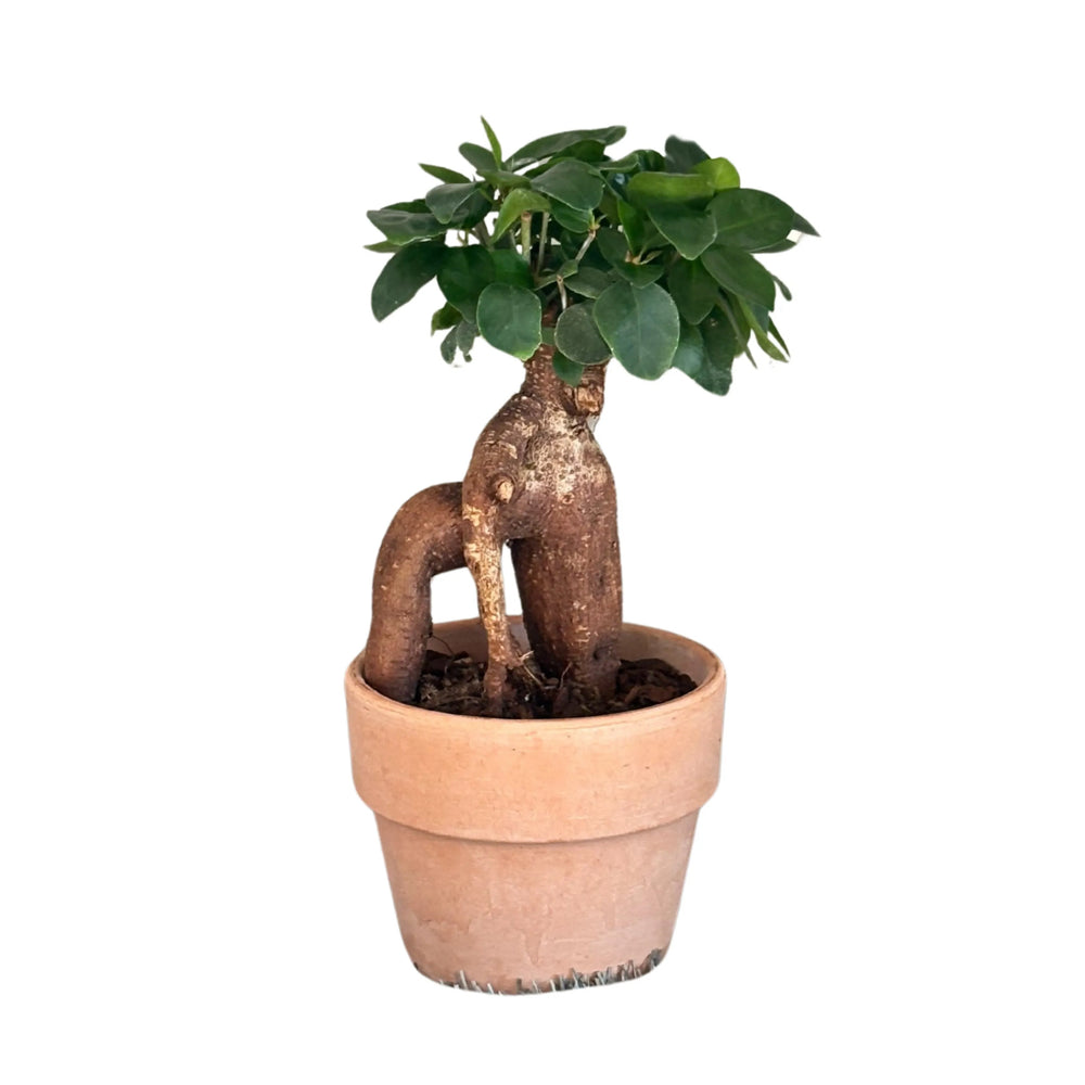 Bonsai Ficus Ginseng - dettaglio del fusto e della chioma compatta
