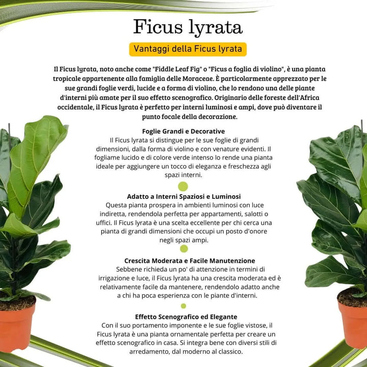 Ficus Lyrata - manuale di cura e descrizione della pianta, focus su irrigazione