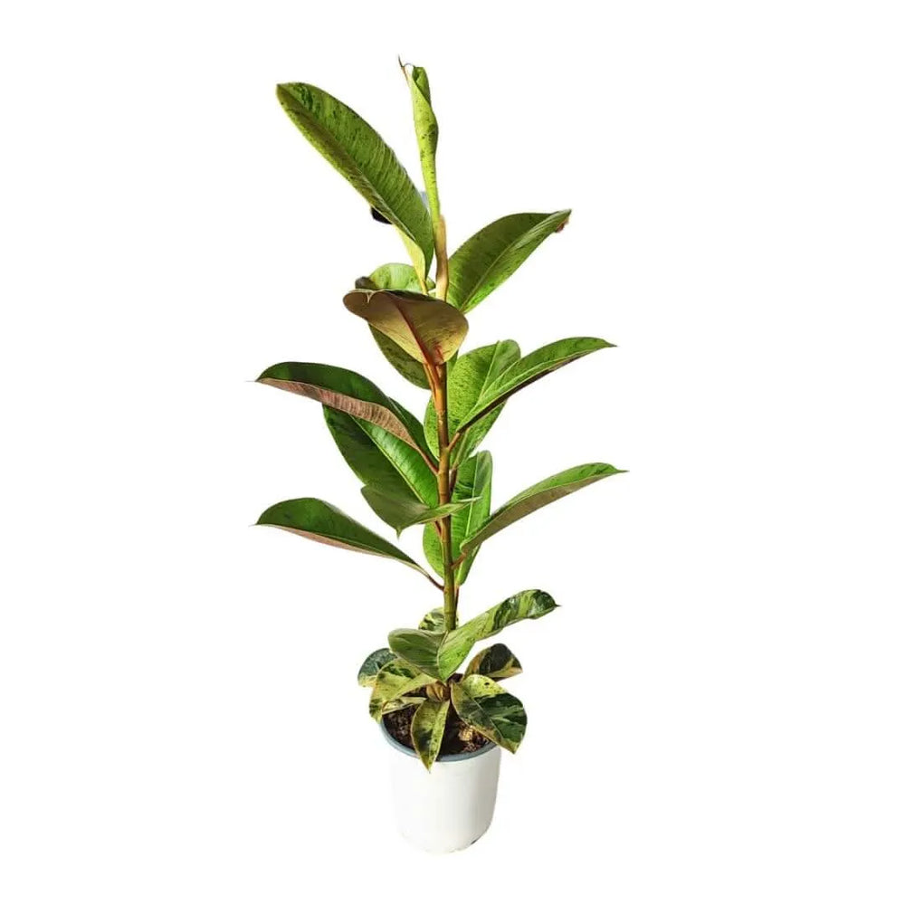Ficus Moraceae - dettaglio foglie verdi lucide