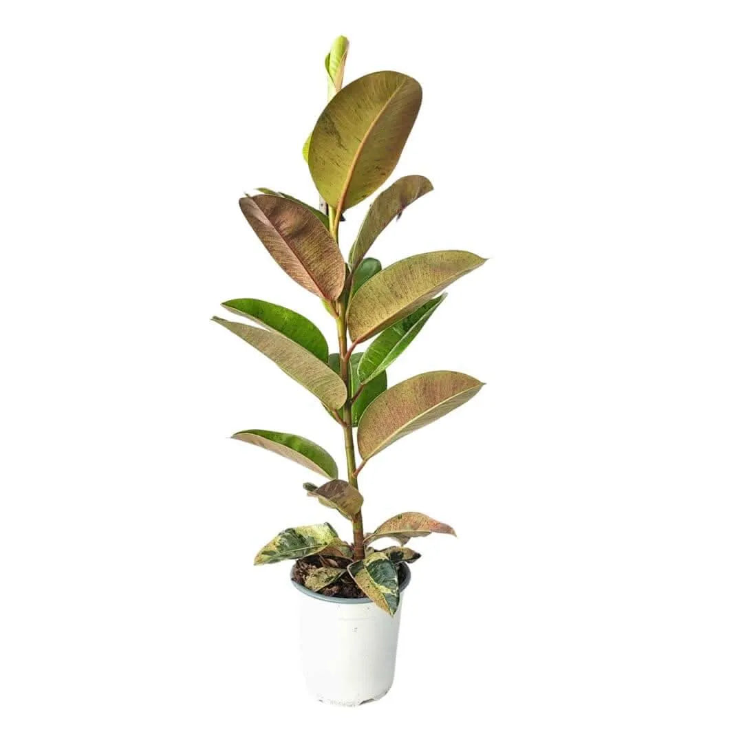 Ficus Moraceae - pianta da interno elegante in vaso