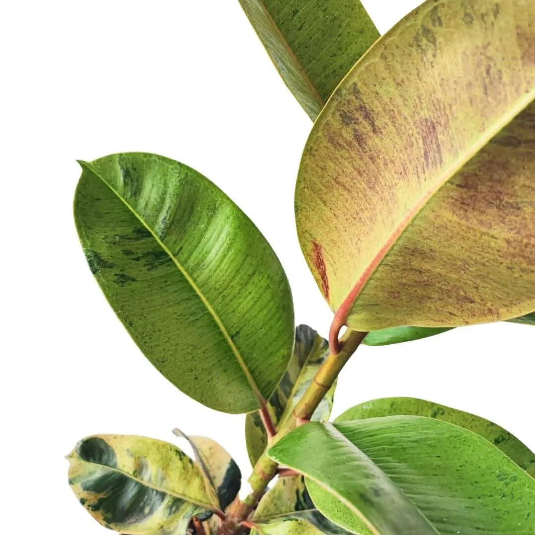 Ficus Moraceae - pianta verde per arredamento casa