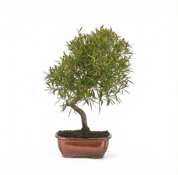 Bonsai Ficus neriifolia 12 anni - Collezione Premium