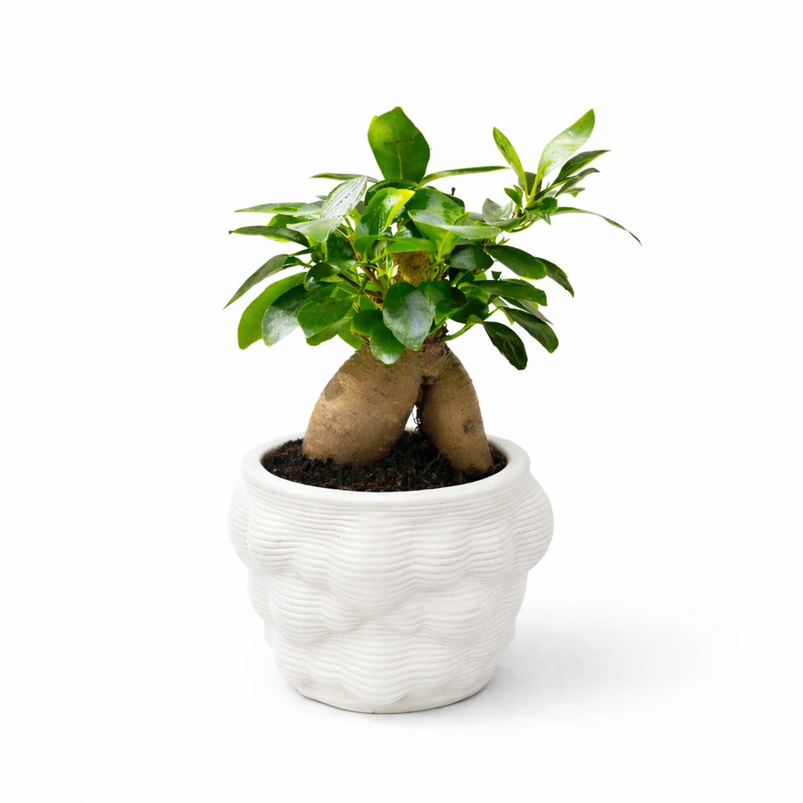 Bonsai Ficus Ginseng in vaso artigianale alba - vista frontale