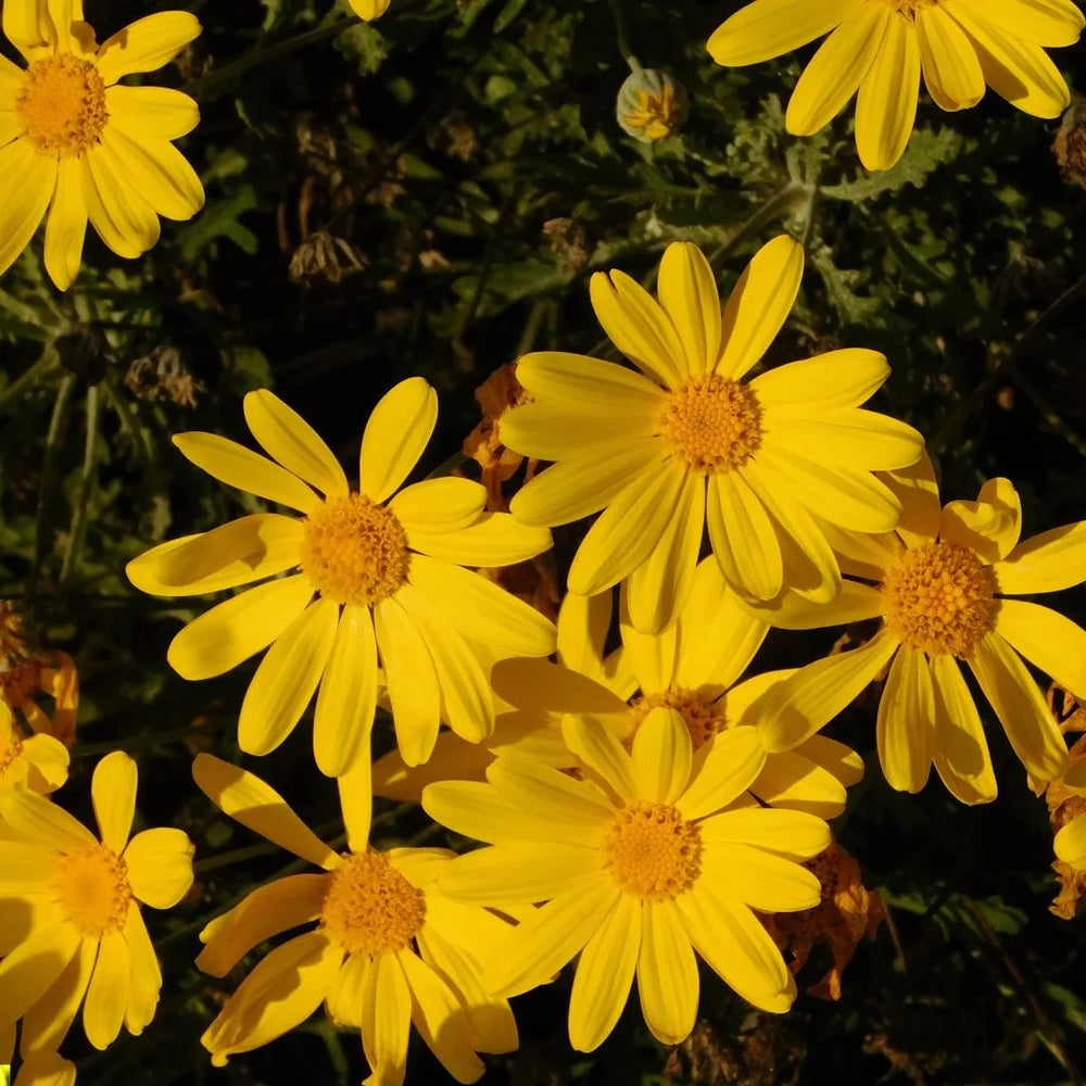 Euryops Pectinatus fioritura - dettaglio dei fiori gialli e del fogliame grigio-verde, primo piano