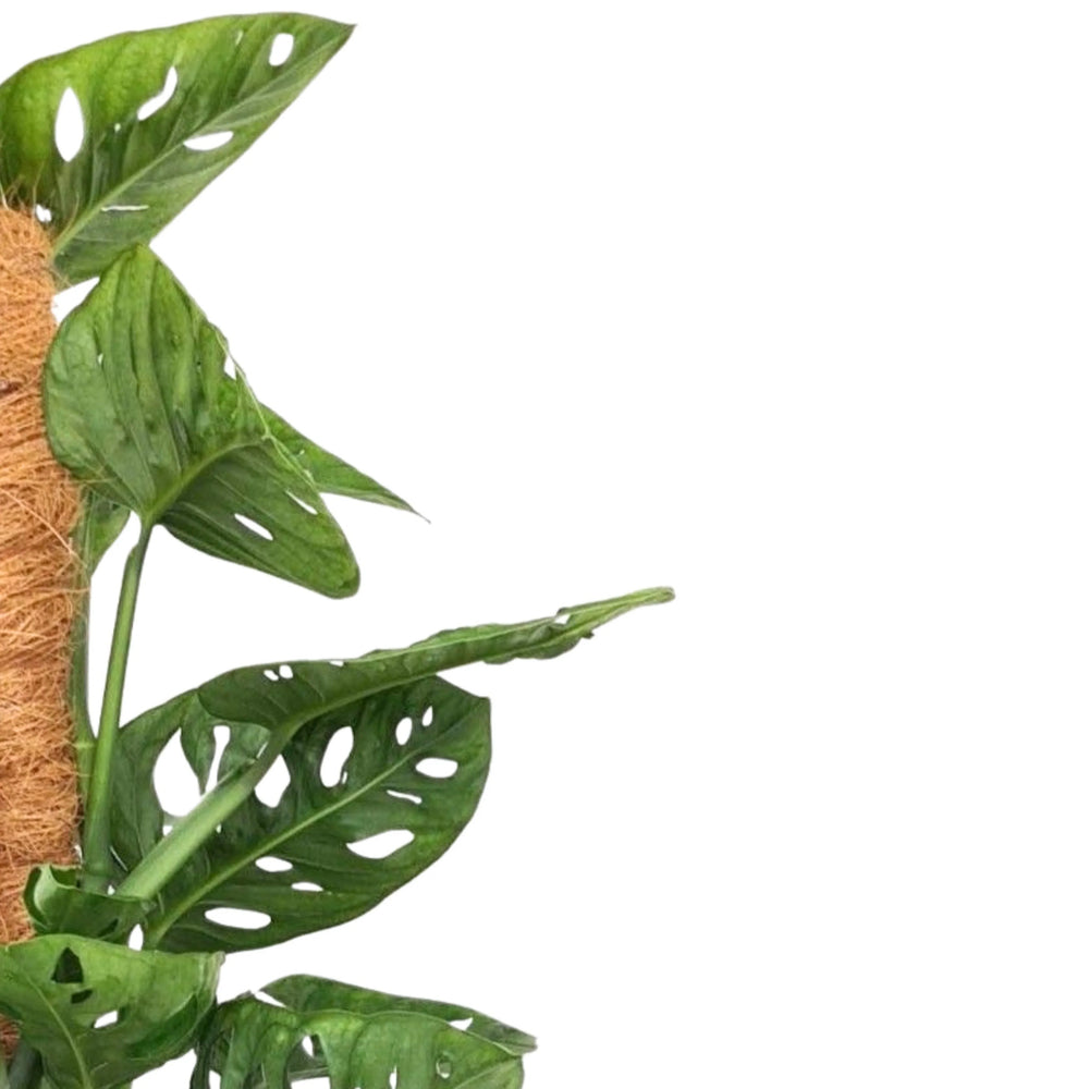 Monstera Obliqua Monkey Mask - dettaglio foglie traforate