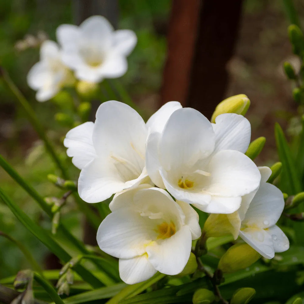 Fresia fiore - Dettaglio dei fiori bianchi della Fresia, eleganti e profumati