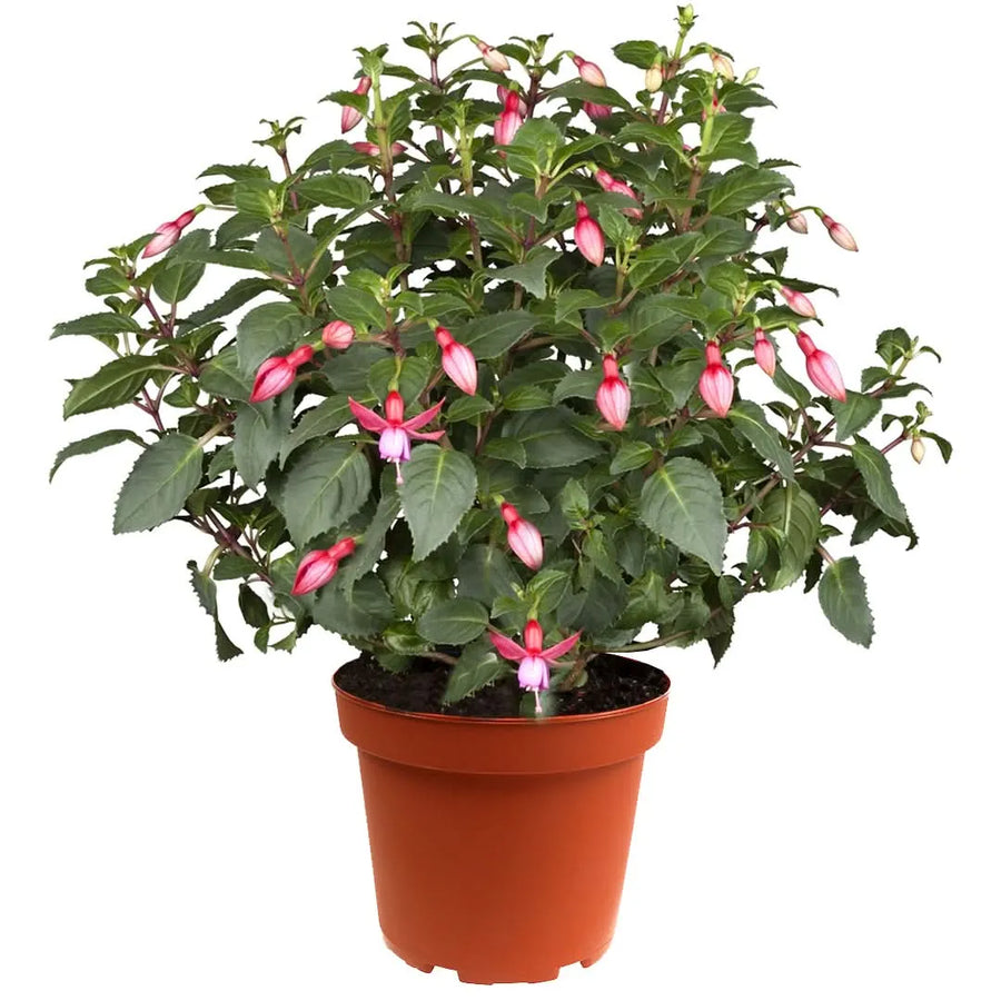 Fucsia pianta - Fiori pendenti rosa e rosso in primo piano su balcone ombreggiato