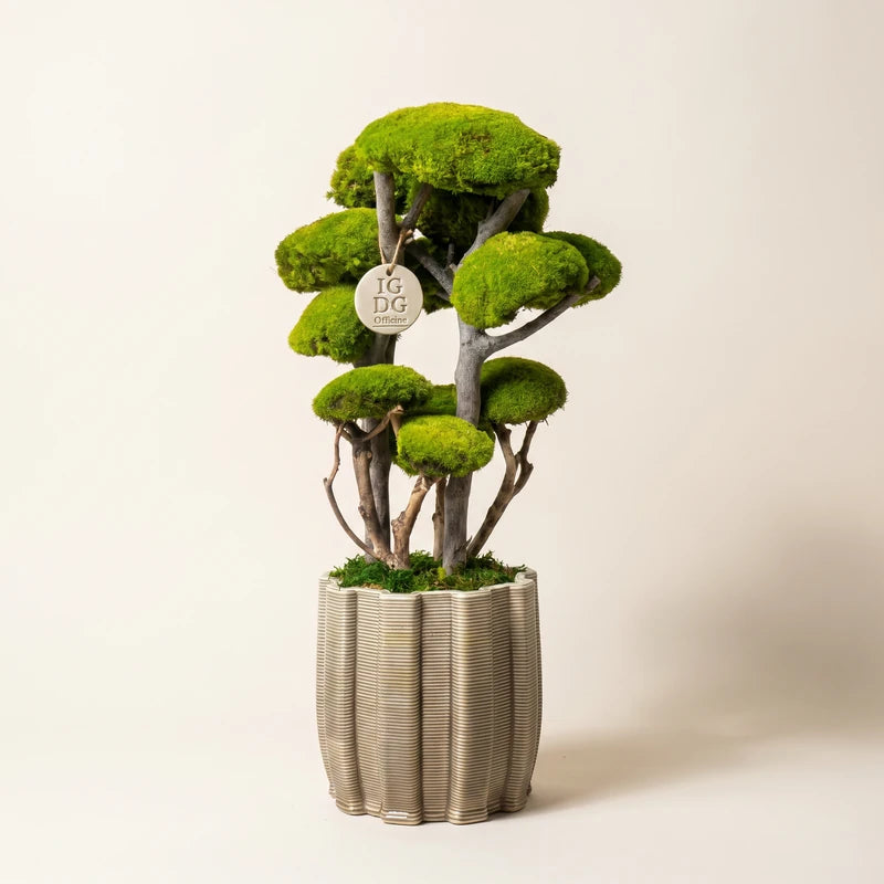 Bonsai Kumori 60 cm.  — Muschio Stabilizzato