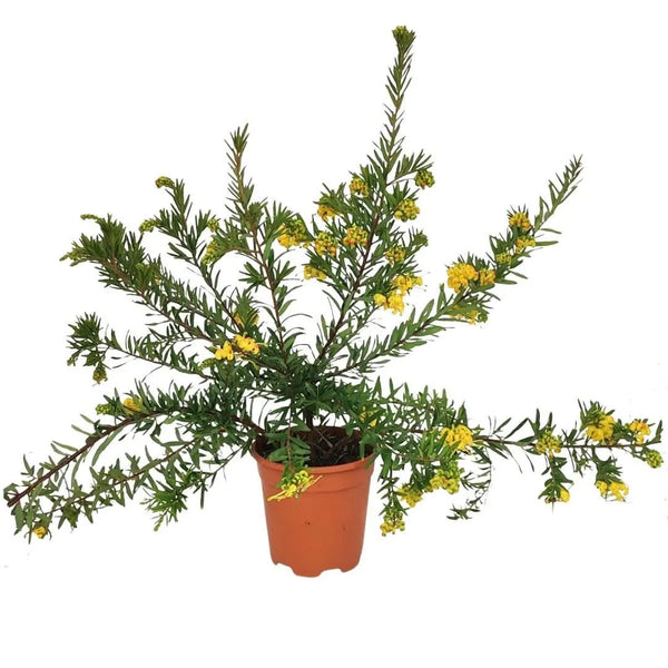 Grevillea Eureka