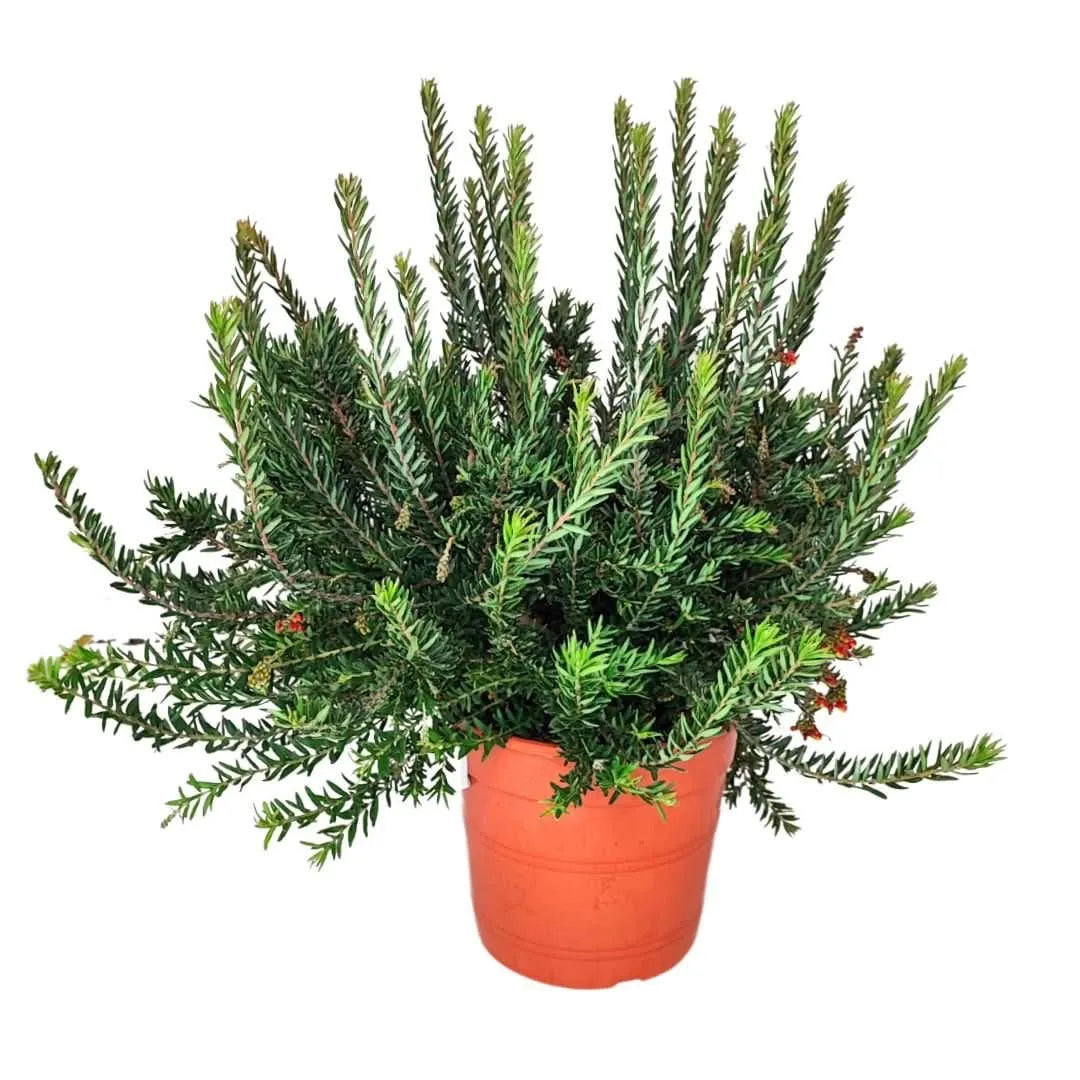 Grevillea Firework - Pianta ornamentale in vaso da 24 cm, vista frontale