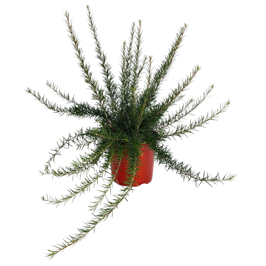 Grevillea Juniperina - pianta in vaso con fiori rossi vivaci e foglie aghiformi