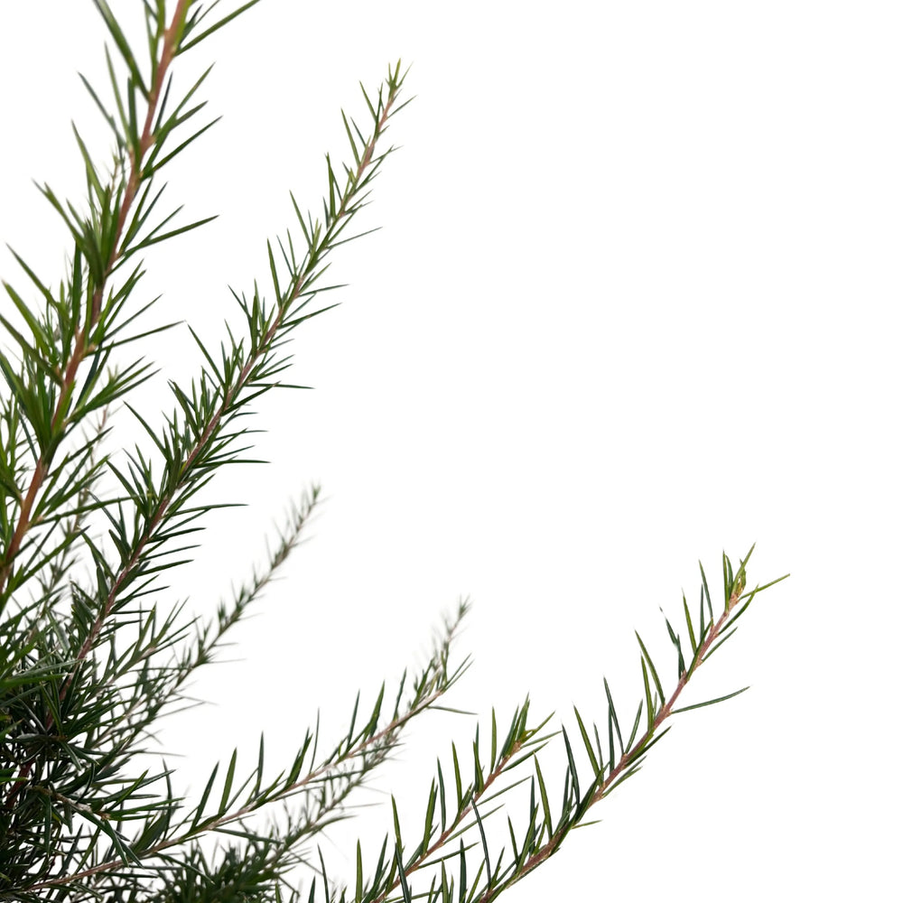 Grevillea Juniperina potatura - dettaglio di un ramo con boccioli rossi e fogliame verde