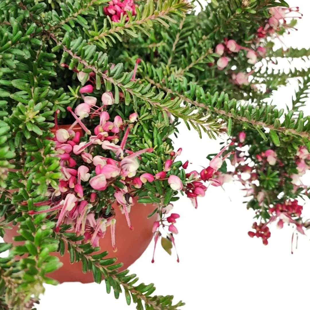 Grevillea Mount Tamboritha - dettaglio dei fiori rosa-rossastri e foglie aghiformi