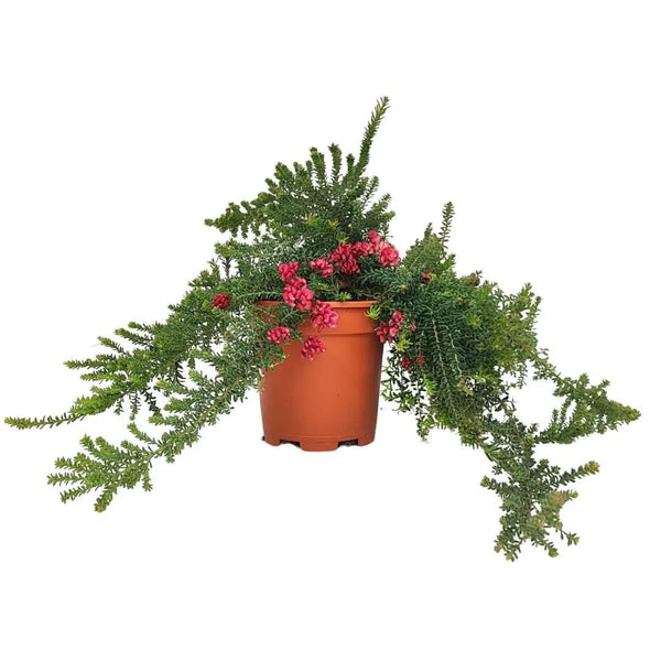 Grevillea pepito