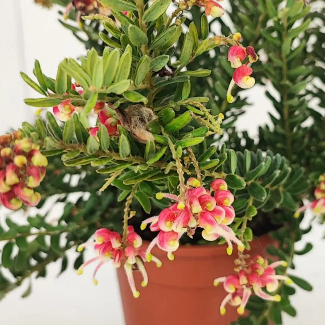 Grevillea Winter Wonder - dettaglio dei fiori rosa e gialli in piena fioritura