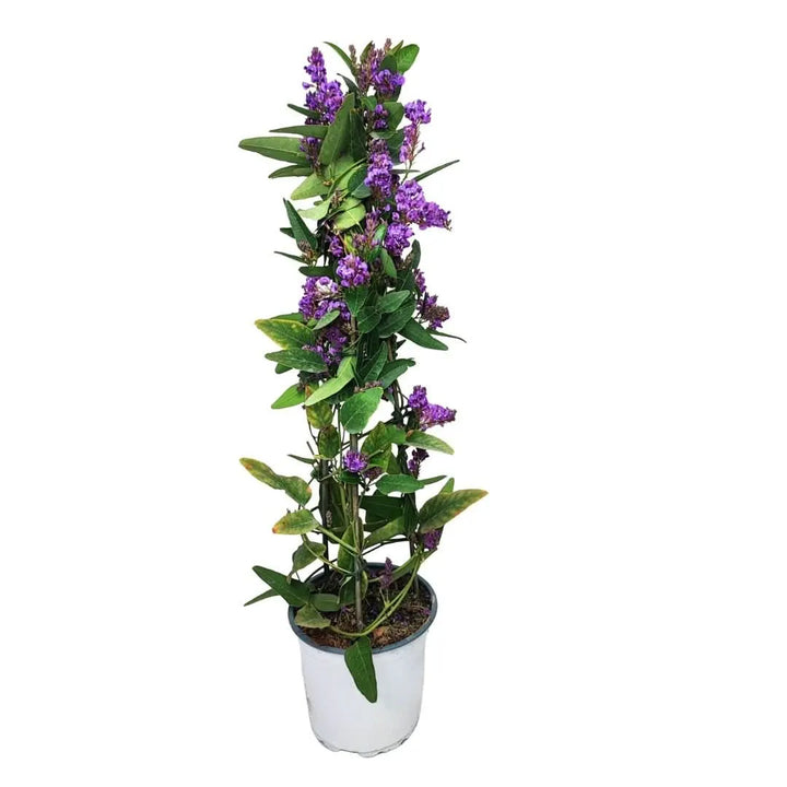 Hardenbergia Violacea - pianta rampicante in vaso bianco decorativo