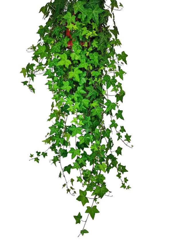 Edera (Hedera Helix) Pendente altezza Pianta 60 cm