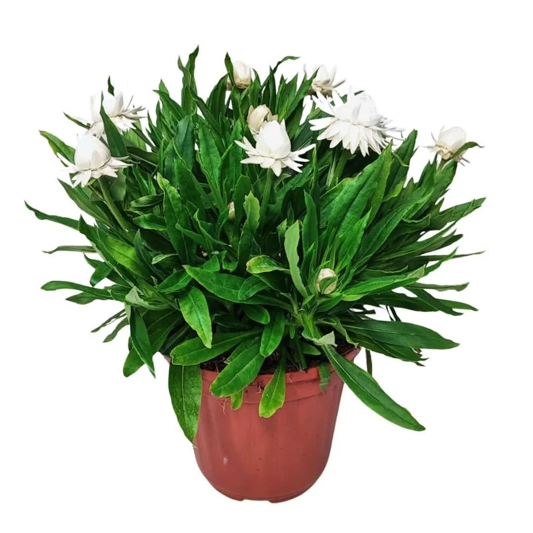 Set 3 Piante Helichrysum - pianta singola bianca in vaso da 16 cm
