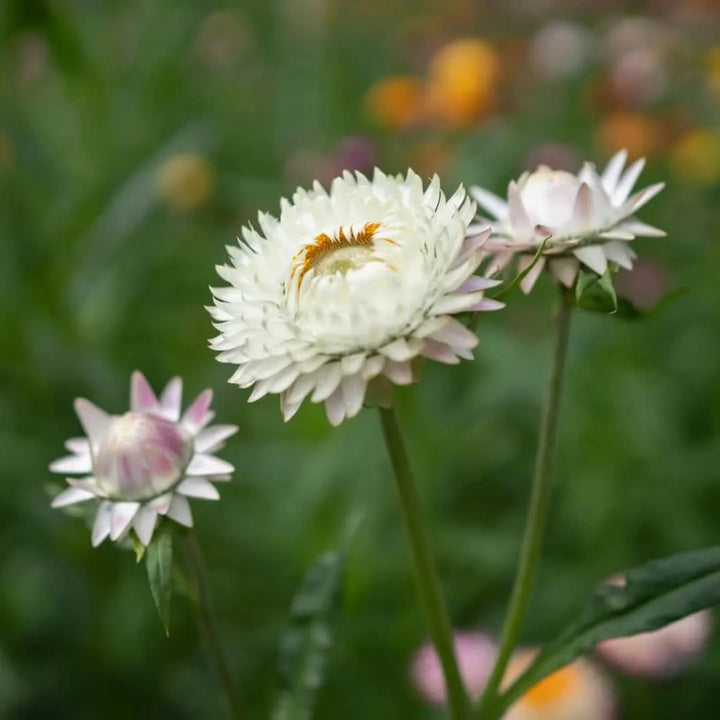 Piante da esterno online - primo piano di fiore bianco di Helichrysum