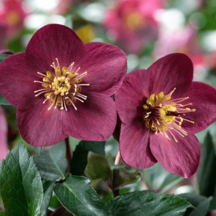 Helleborus Ice Roses D. 15 "rosa di natale" - i Giardini di Giulia