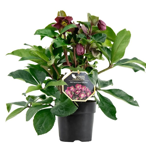 Helleborus Ice Roses