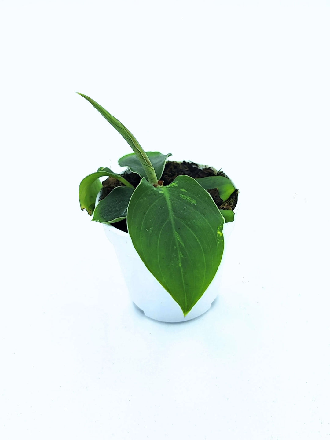 Homalomena 'Camouflage' - Altezza Pianta 7 cm, Vaso Diametro 8 cm - i Giardini di Giulia