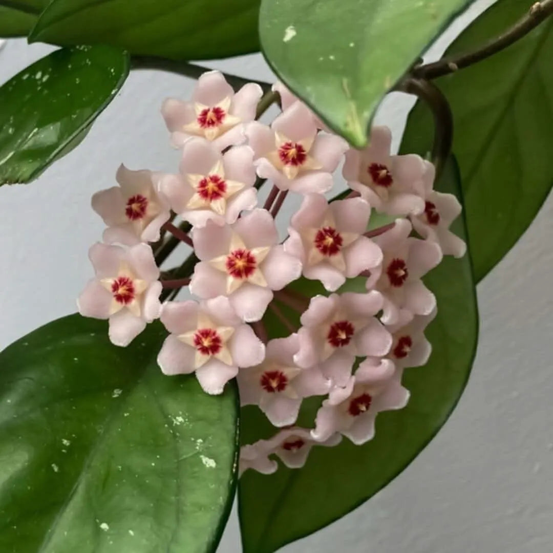 Hoya Carnosa Krimson Queen - fioritura cerosa a forma di stella, dettaglio del fiore