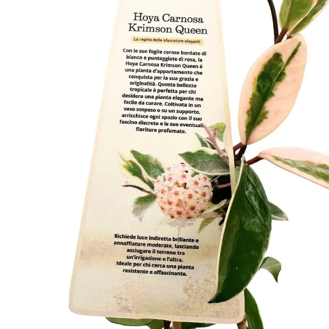 Hoya Carnosa Krimson Queen - etichetta descrittiva con informazioni sulla cura della pianta e fioritura
