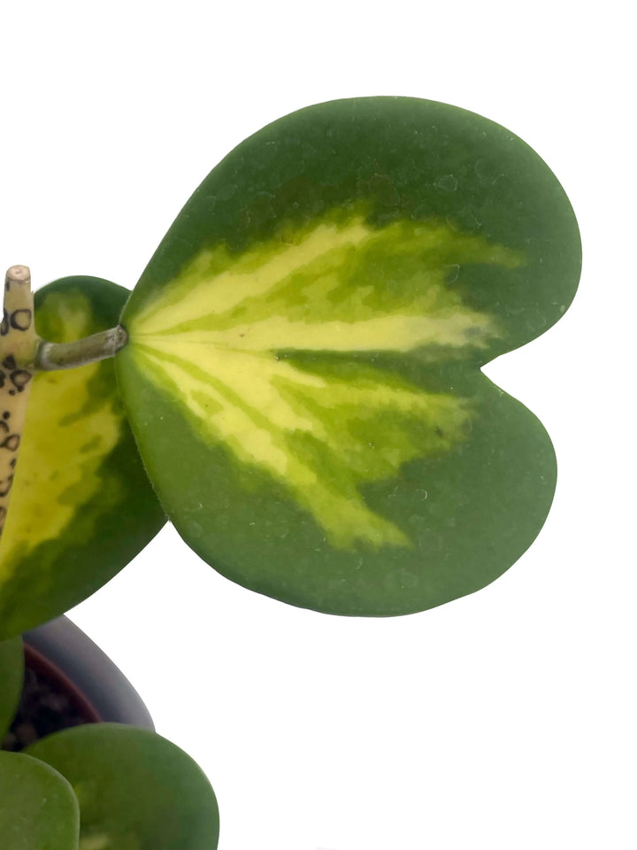 Hoya Kerrii Variegata vista dall'alto - pianta dei cuori in vaso pronta per l'acquisto