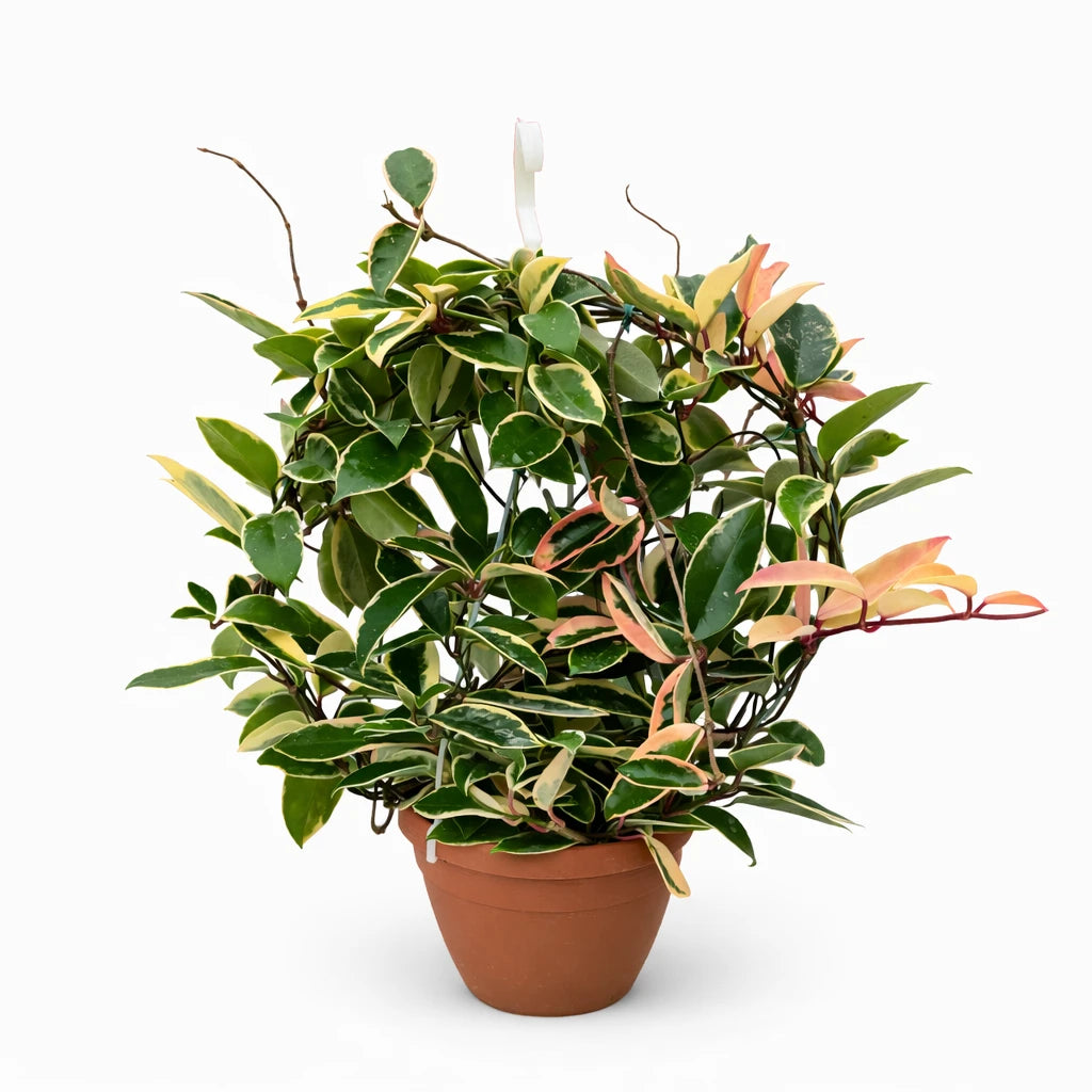 Hoya Carnosa Basket 18 cm - Pianta pendente con foglie carnose in vaso da appendere