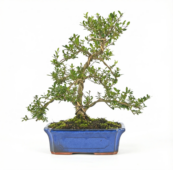 Bonsai ilex microphylla 12 anni - Collezione Premium